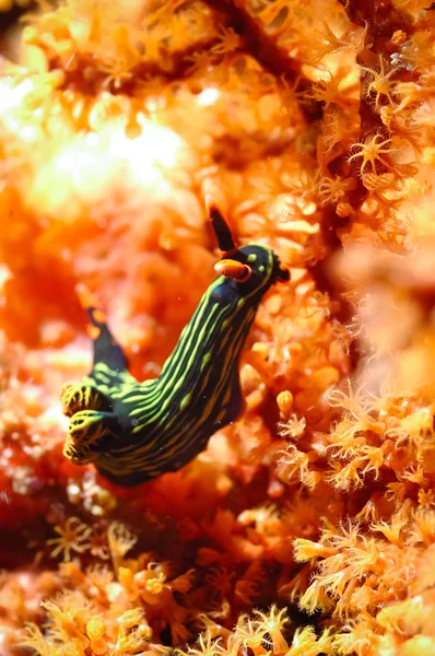 Nembrotha černý zelený nudibranch kapoposang scuba diver potápění — Stock fotografie