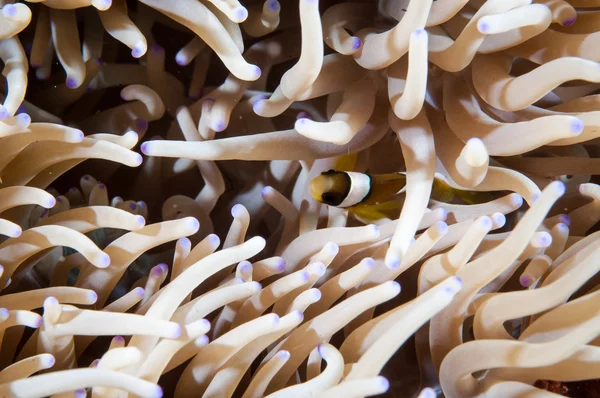 Anemonefish kapoposang Indonesia nascosto dentro anemone subacqueo — Foto Stock