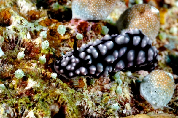 Nembrotha nigra nudibranch kapoposang buceo buceador —  Fotos de Stock