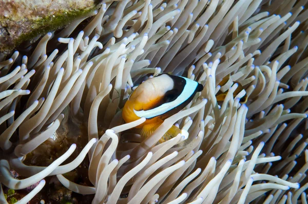 Anemonefish kapoposang Indonesia nascosto dentro anemone subacqueo — Foto Stock