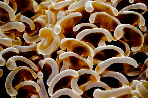 Textura kapoposang indonesia buceo buceador bajo el agua — Foto de Stock