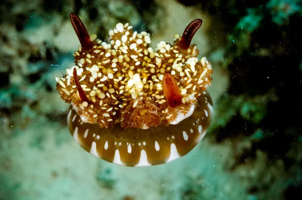 Jellysfish kapoposang dalgıç aşağı ters Cassiopeia andromeda