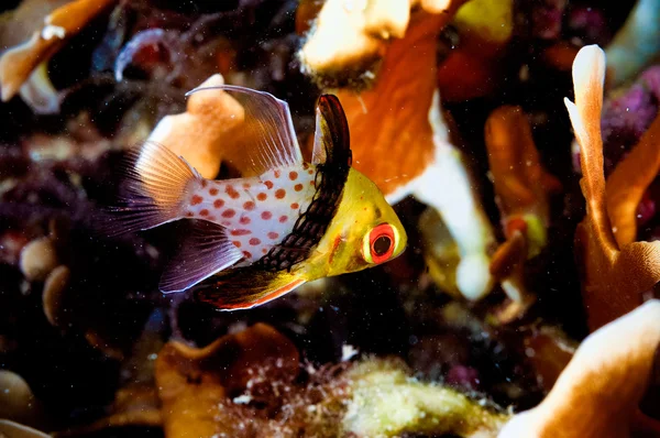 Sphaeramia nematoptera pajama cardinalfish kapoposang diver — Stock Photo, Image