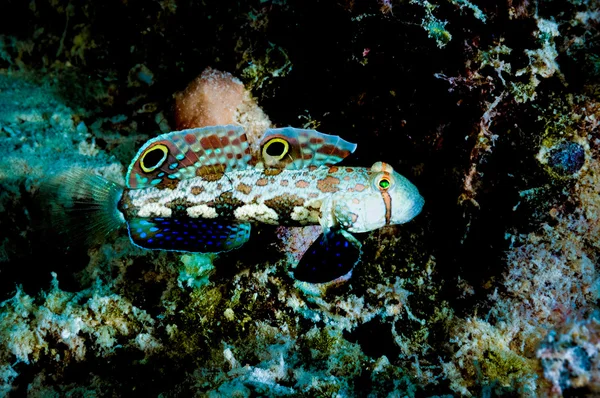 Signigobius biocellatus kapoposang Endonezya diver scuba