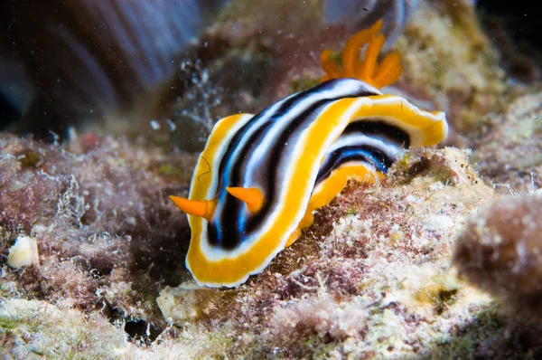 Chromodoris nudibranch kapoposang scuba diver diving — Stock Photo, Image