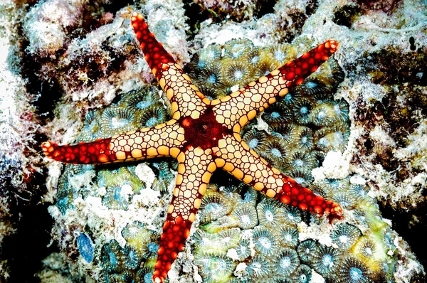 Fromia monilis deniz yıldızı kapoposang scuba diver dalış