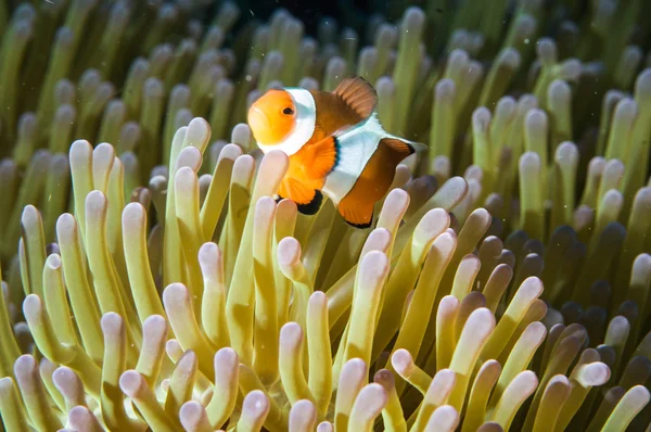 Anemonefish kapoposang Indonezja ukrywanie wewnątrz Anemon nurek Obrazek Stockowy