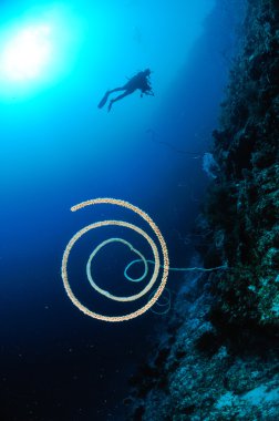 Tüplü dalış cirriphates kurt tel mercan kapoposang Endonezya dalgıç spiral