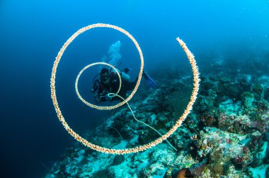 Tüplü dalış cirriphates kurt tel mercan kapoposang Endonezya dalgıç spiral