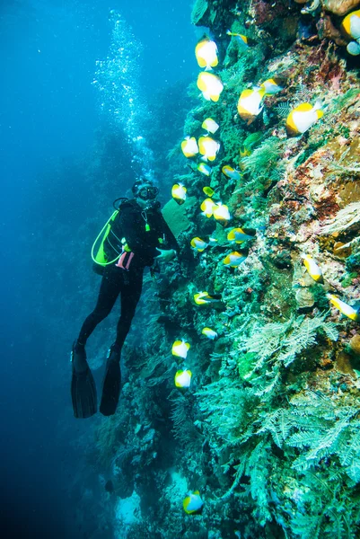 Scuba diving dalgıç kapoposang sulawesi Endonezya sualtı