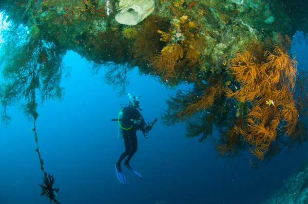 水肺潜水的潜水员 kapoposang 苏拉威西印度尼西亚水下 — 图库照片