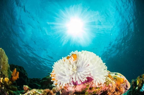 Anemonefish kapoposang Indonésie skrývá uvnitř Sasanka potápěč — Stock fotografie