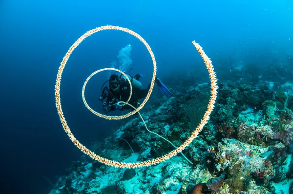 Nurkowanie cirriphates spiralis spirala drutu koral kapoposang Indonezja nurek Obrazek Stockowy