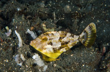 Scuba diving lembeh indonesia bristle-tailed filefish