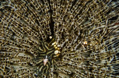 Tüplü dalış lembeh Endonezya renkli karides