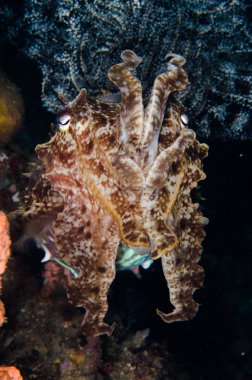 Scuba diving lembeh indonesia broadclub cuttlefish close up