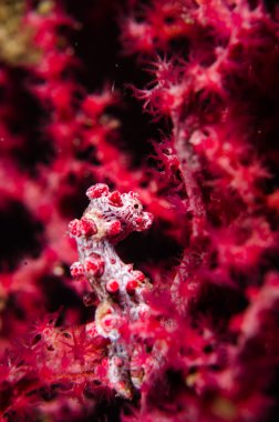 Tüplü Dalış lembeh Endonezya pigme denizatı