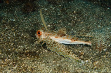 Scuba diving lembeh indonesia juvenile helmut gurnard