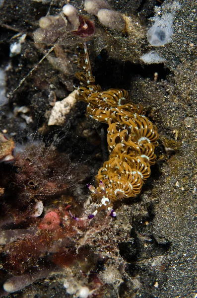 Immersioni subacquee lembeh indonesia pteraeolidia ianthina — Foto Stock
