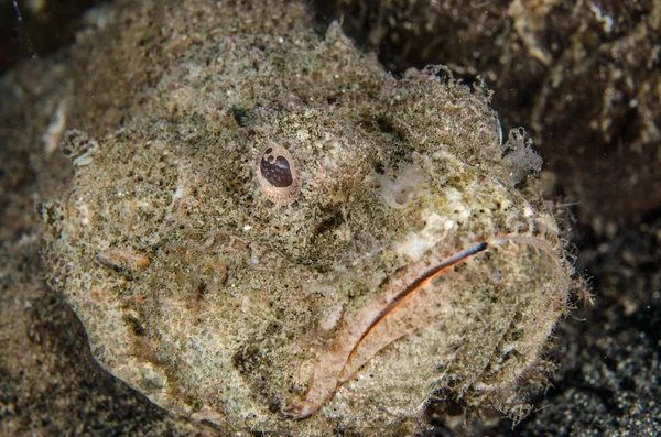 Прыжки с аквалангом lembeh indonesia devil scorpionfish — стоковое фото