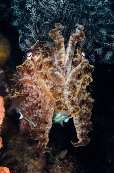 Scuba diving lembeh indonesia broadclub cuttlefish close up — Stock Photo, Image