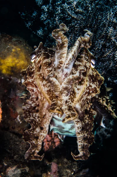 Scuba diving lembeh indonesia broadclub cuttlefish close up — Stok fotoğraf