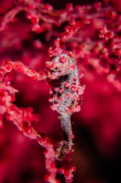 Tüplü Dalış lembeh Endonezya pigme denizatı — Stok fotoğraf