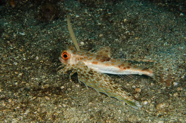 Immersioni subacquee lembeh indonesia giovane helmut gurnard — Foto Stock