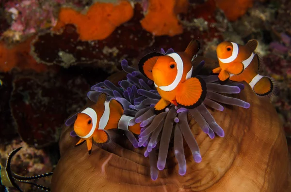 Scuba diving lembeh  Indonesia Anemonefish underwater — Stockfoto