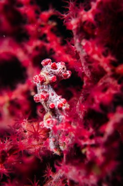 Tüplü Dalış lembeh Endonezya pigme denizatı