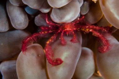 Tüplü Dalış lembeh Endonezya kırmızı tüylü yengeç