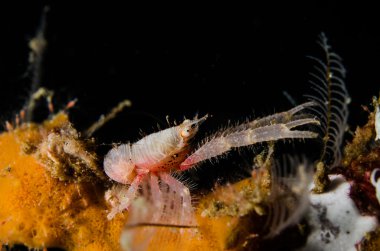 galathea lembeh tüplü dalış Endonezya