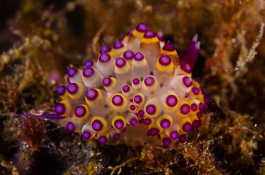 Scuba diving lembeh indonesia janolus nudibranch