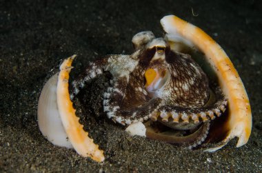 Scuba diving ahtapot lembeh boğaz Endonezya sualtı