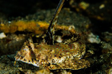Scuba diving lembeh indonesia blocthed goby