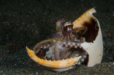 Scuba diving ahtapot lembeh boğaz Endonezya sualtı