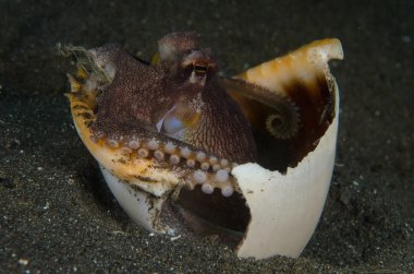 Scuba diving ahtapot lembeh boğaz Endonezya sualtı