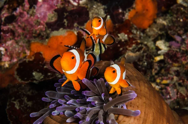 Tauchen Lembeh Indonesien Anemonenfische unter Wasser — Stockfoto