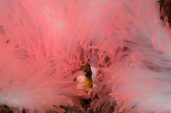 Scuba diving lembeh  Indonesia Anemonefish underwater — 图库照片