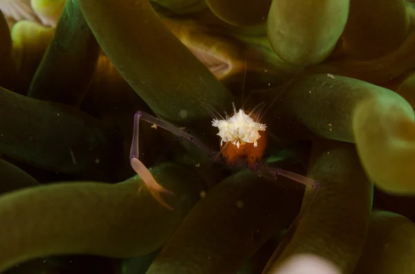 스쿠버 다이빙 lembeh 인도네시아 화려한 새우 — 스톡 사진