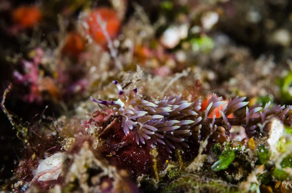 Scuba diving lembeh indonesia pteraeolidia ianthina — Stock Photo, Image