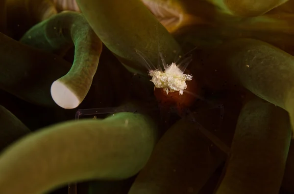 Scuba diving lembeh indonesia colorful shrimp — Stock Photo, Image