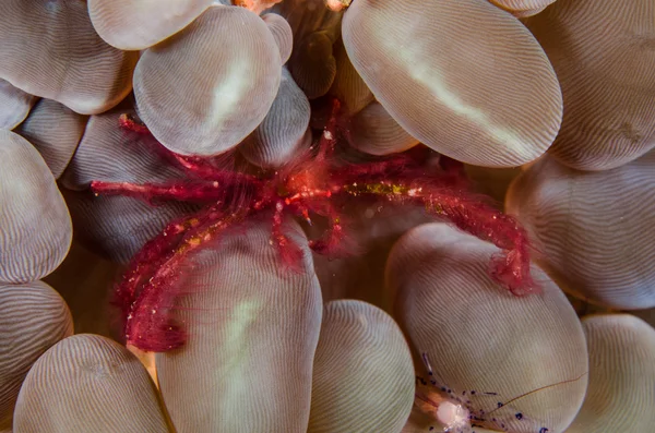 Scuba diving lembeh indonesia red hairy crab — Stock Photo, Image