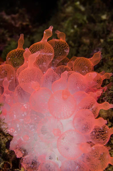 Buceo lembeh indonesia burbuja submarina coral — Foto de Stock