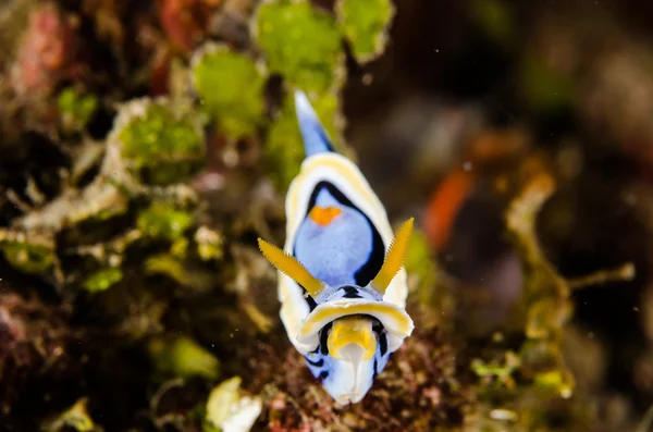 Scuba diving lembeh indonesia nudibranch chromodoris annae underwater — Stock Photo, Image