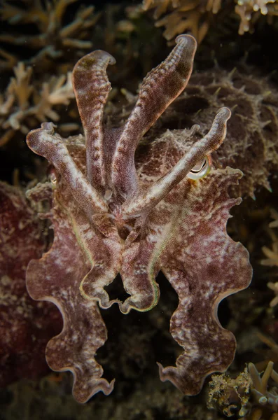 Scuba diving lembeh indonesia sepia papuensis underwater — 图库照片