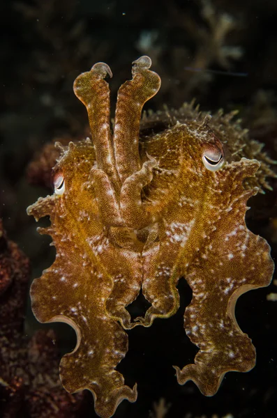 Scuba diving lembeh indonesia sepia papuensis underwater — 스톡 사진