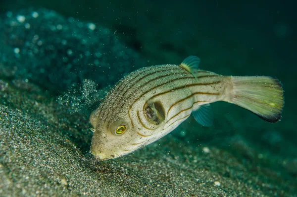 Scuba diving lembeh  indonesia striped puffer — Φωτογραφία Αρχείου