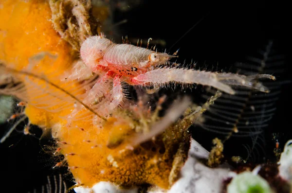 Galathea lembeh scuba diving indonesia — Stock Photo, Image