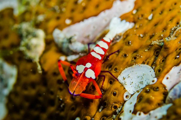 Búvárkodás lembeh Indonézia színes garnélarák — Stock Fotó